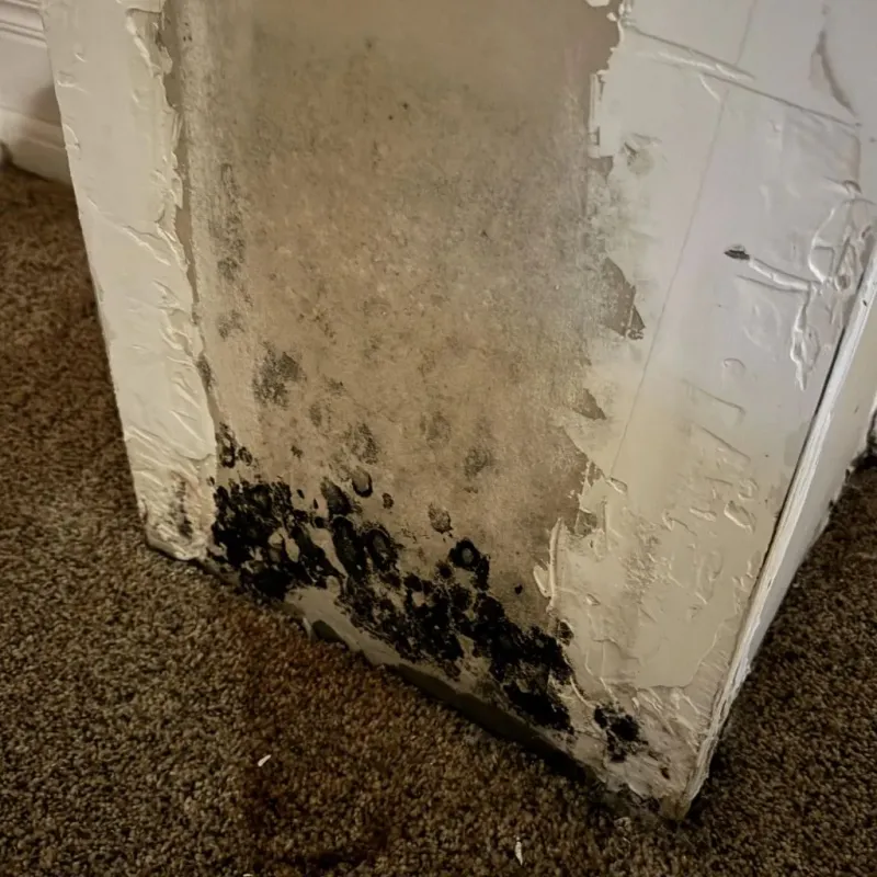 Professional Mold Removal in Leland, NC